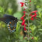 Pipevine Swallowtail - Battus philenor